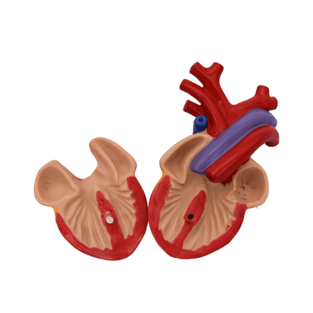 Набор моделей «Сердце позвоночных» (7 моделей)